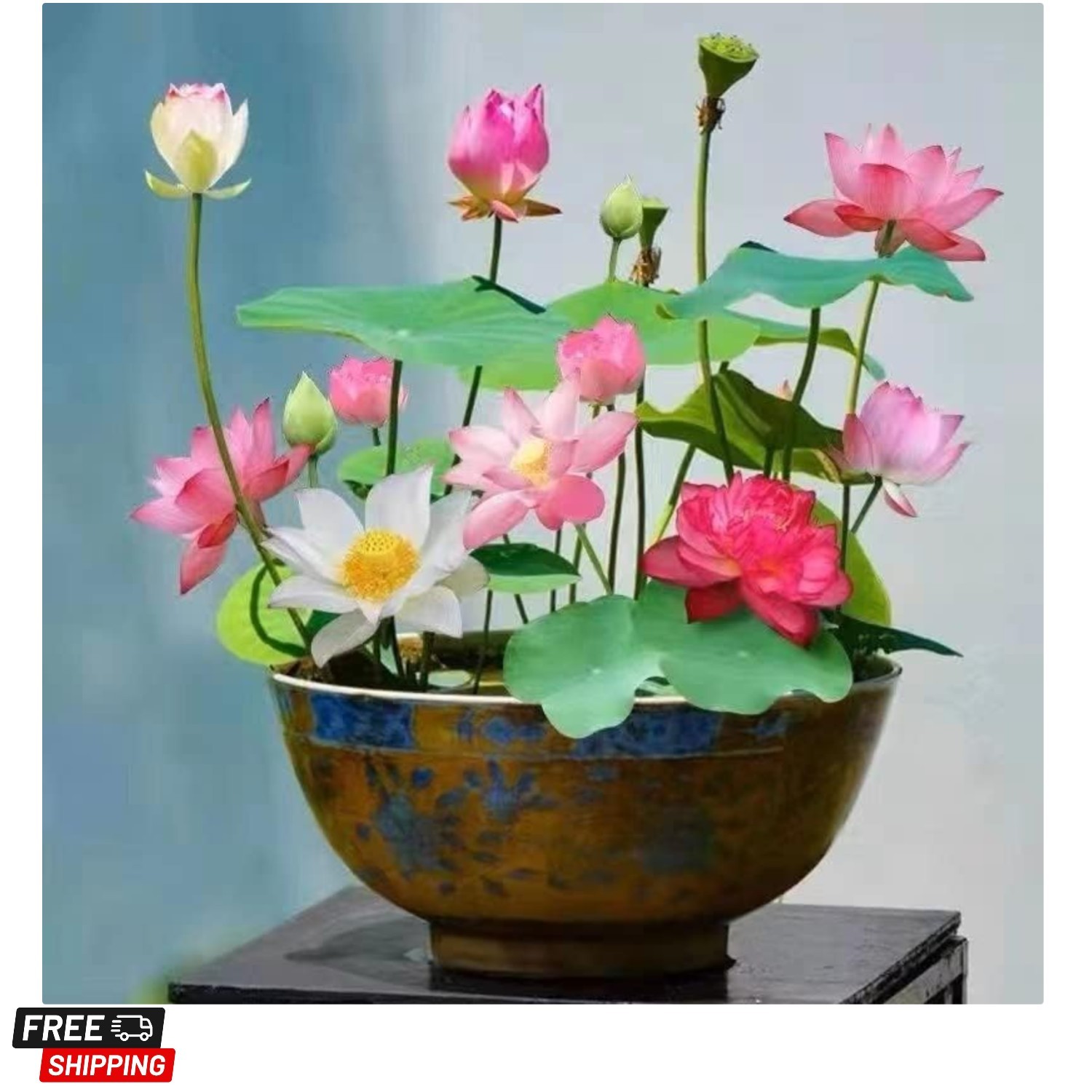 10pcs Mixed Pink, Red & Green Color Bowl Lotus Seeds for Planting Beautiful W…