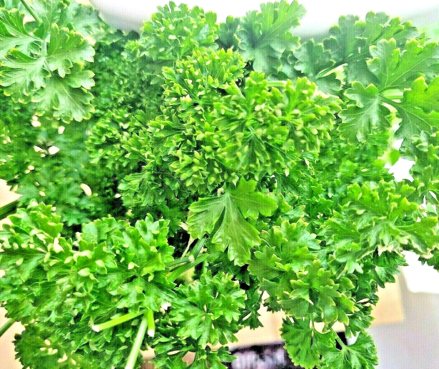 2000+ PARSLEY SPRING SEEDS HERB GARDEN VEGETABLE NON-GMO HEIRLOOM CURLED GREENS