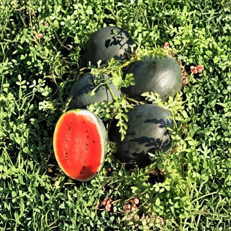 BLACK DIAMOND WATERMELON SEEDS, Heirloom, A Favorite Watermelon for Generations