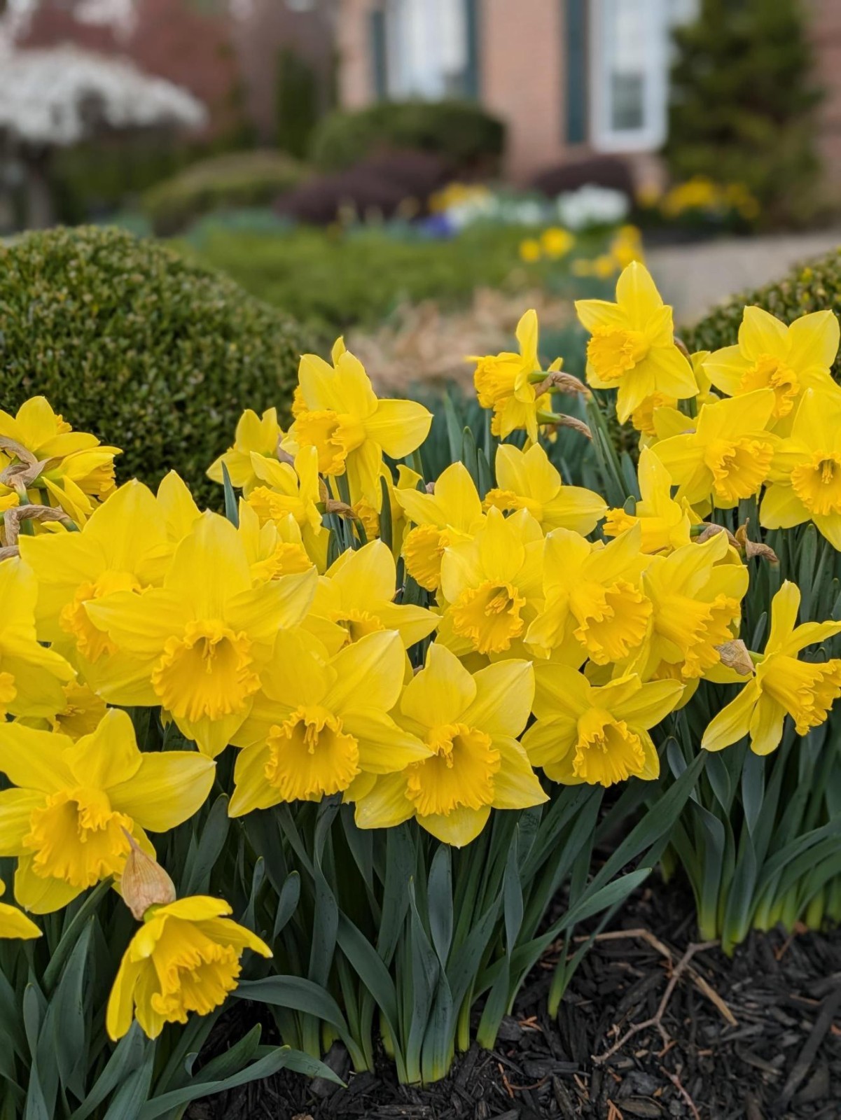 Dutch Master Yellow Daffodil Bulbs Small Pack Plant in Flower Bed