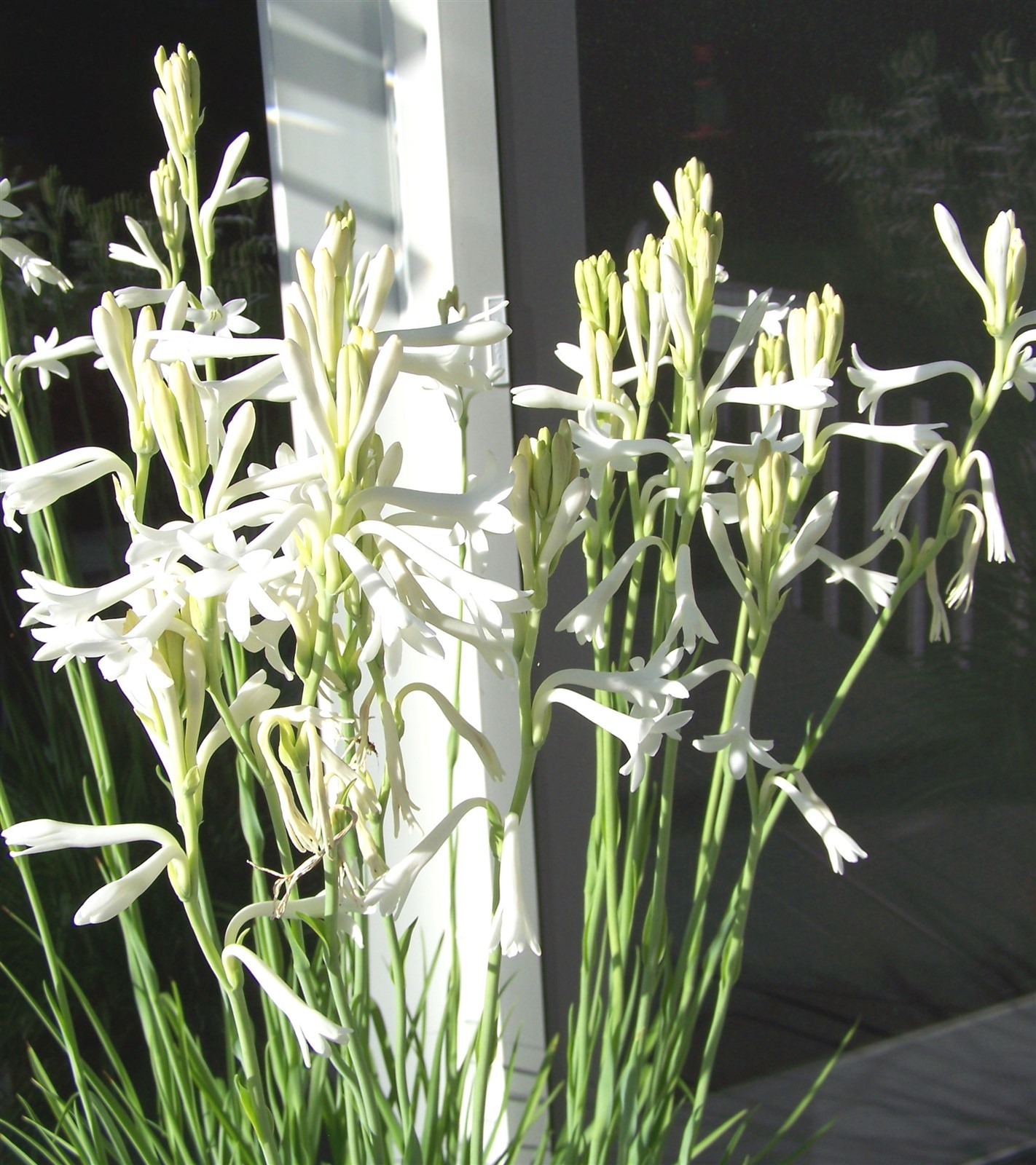 White Tuberose Bulbs single large clump Mexican Fragrant Polianthes Agave Amica