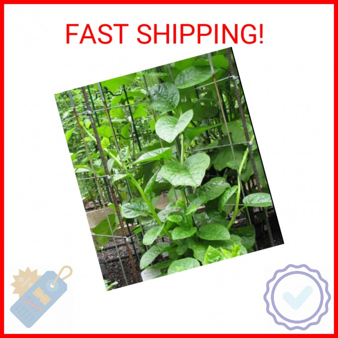 200+ Malabar Spinach Seeds for Planting – Ceylon Spinach Rau Mong TOI Green Stem