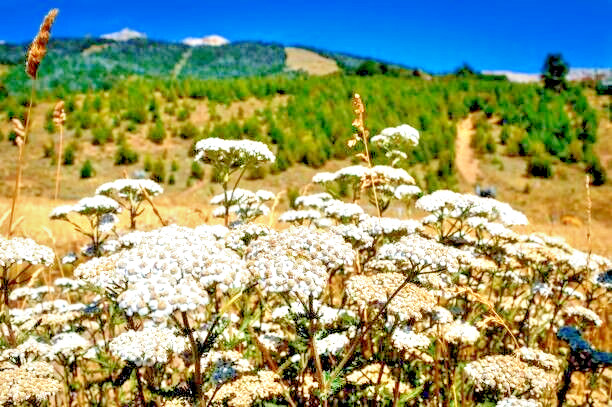 500 WESTERN YARROW SEEDS | 2026 SALE FREE SHIPPING NON GMO HEIRLOOM