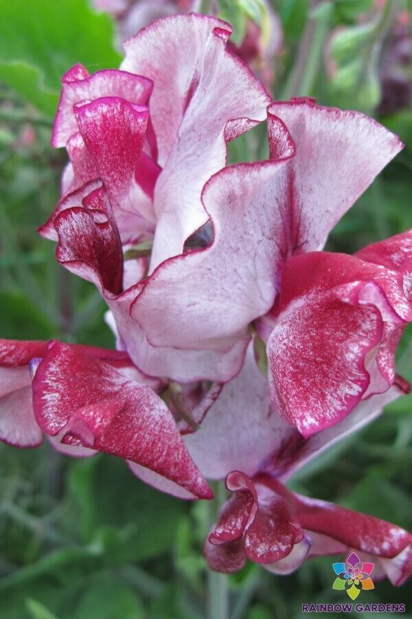 50+ Aurora Borealis Semi-Dwarf Sweet Pea Seeds for Garden – USA – FREE SHIPPING!