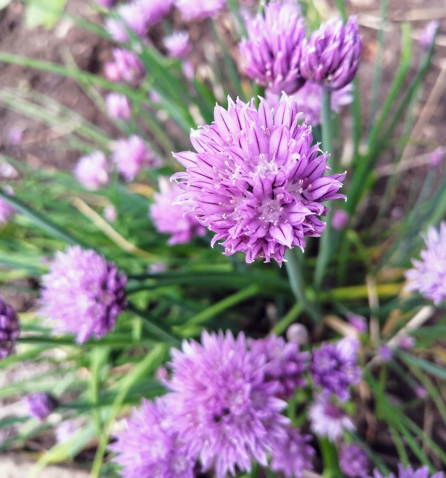 1000 Organic Chive Purple Blossom Heirloom Herb Seeds Allium schoenoprasum Hardy