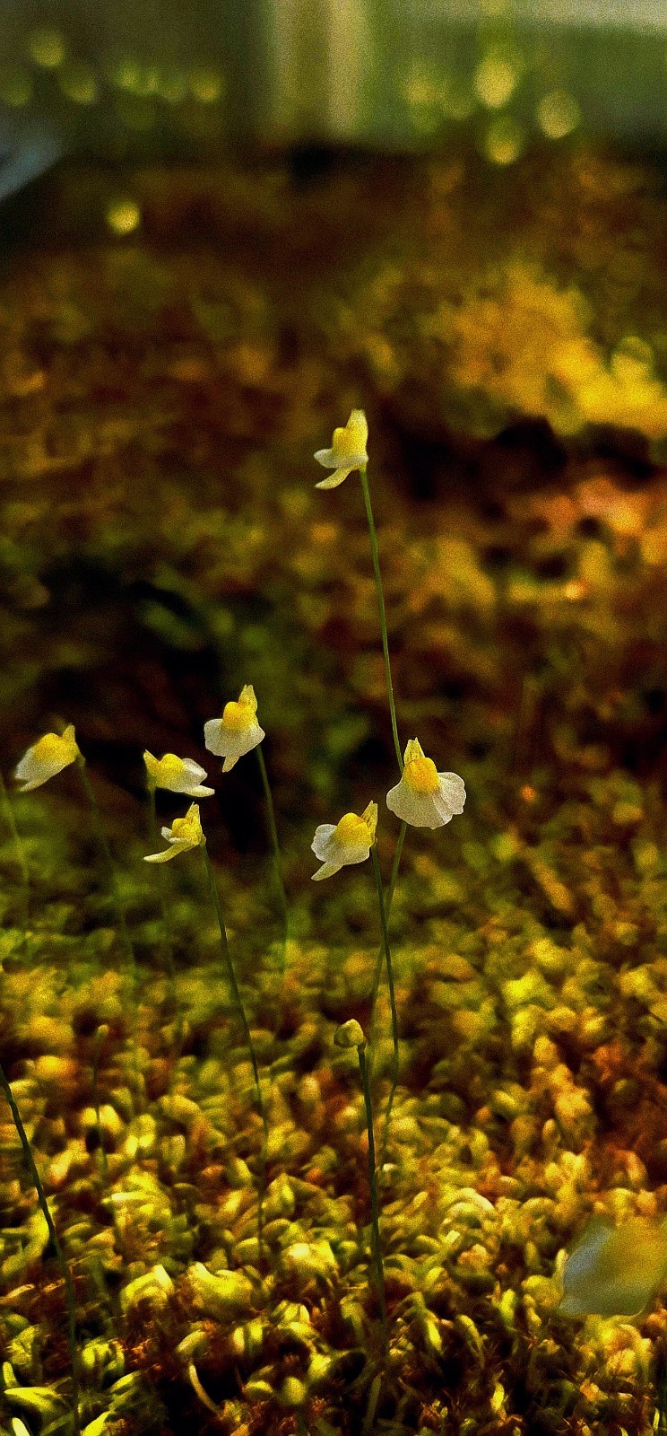 BLADDERWORT 3 PACK- (LIVE) Blanchetii, Subulata, Bisquamata