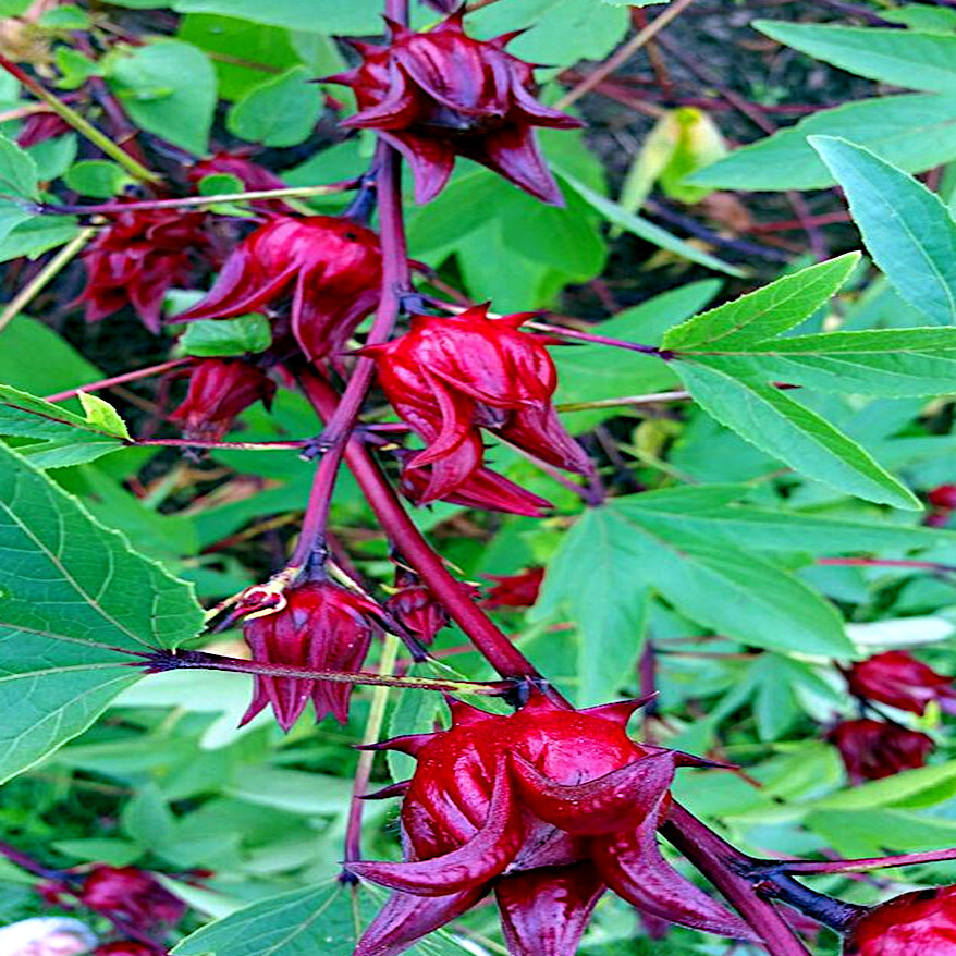 Roselle Seeds Hibiscus sab Jamaican Sorrel Florida Cranberry RARE LUOSHEN FLOWER