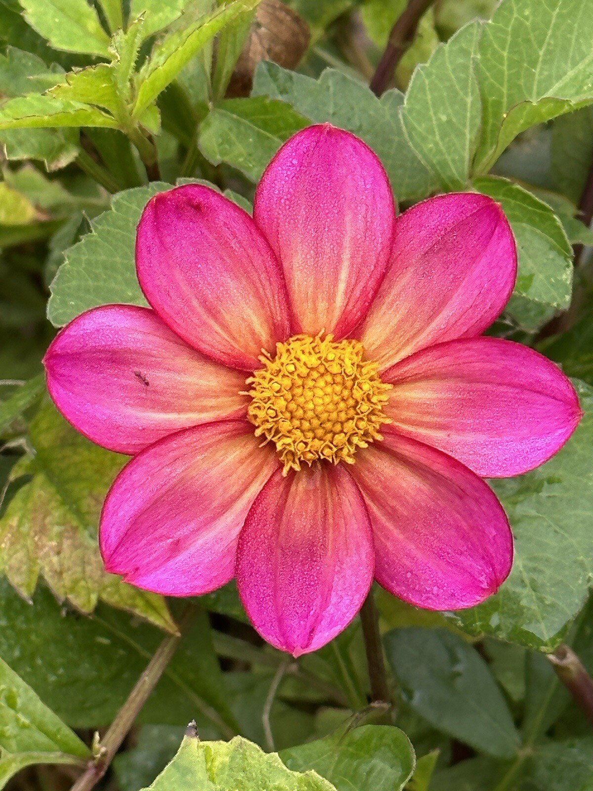 75+ DAHLIA SEEDS Open Pollinated XLNT Germination **Shipping US ONLY**