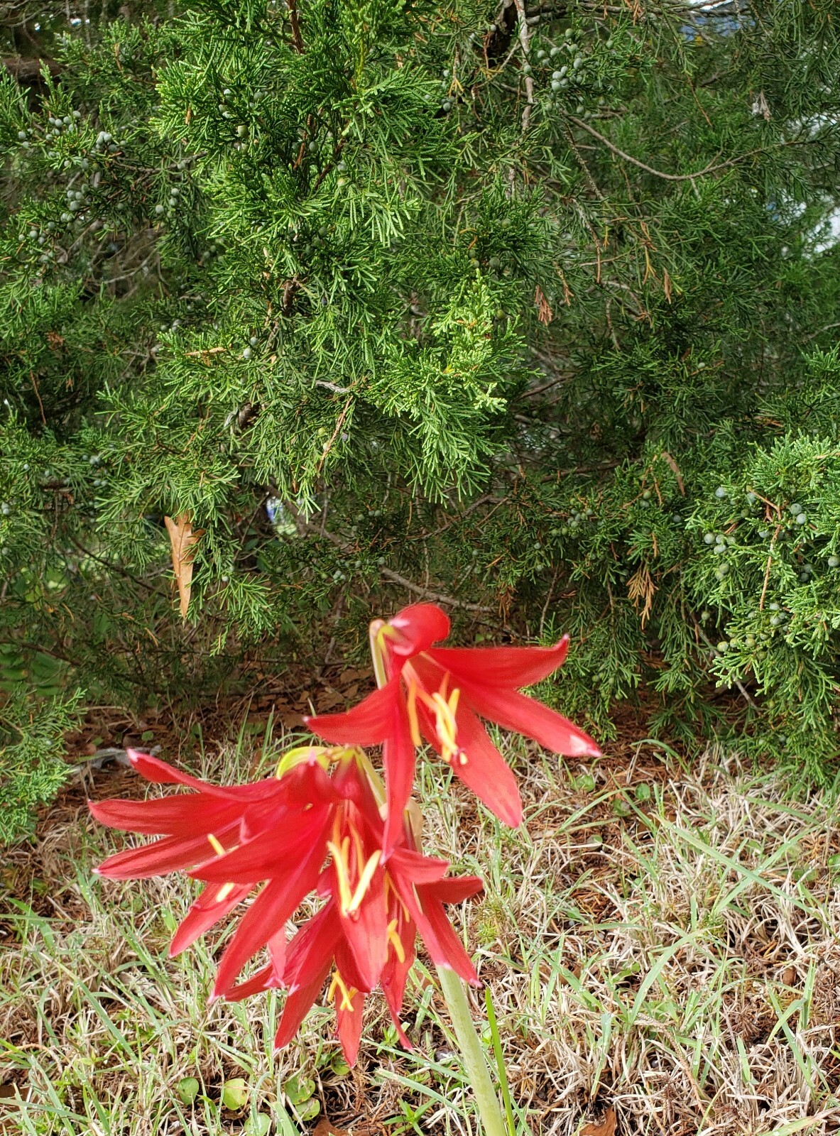 Oxblood Lily Bulbs Lilies Rain Schoolhouse Hurricane Rhodophiala bifida -3 bulbs