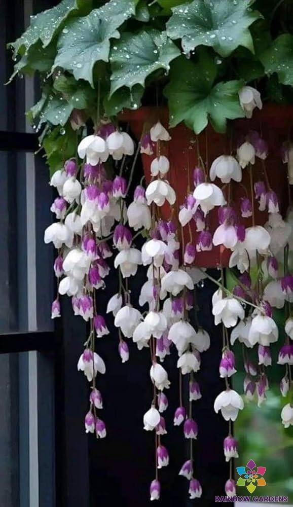 25+ Purple White Weeping Begonia Seeds for Garden – USA – FREE SHIPPING!