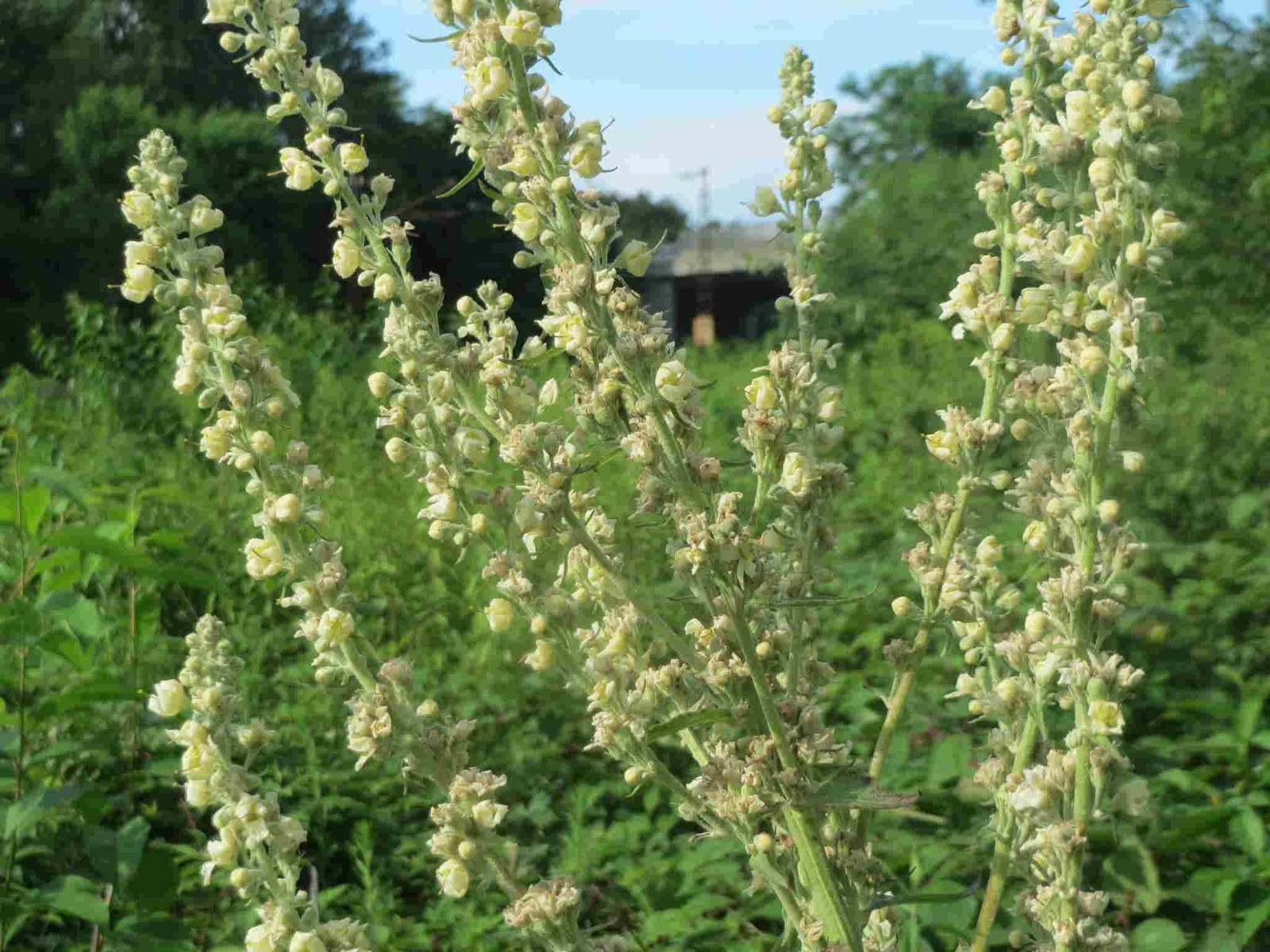 Verbascum lychnitis – White Mullein seed