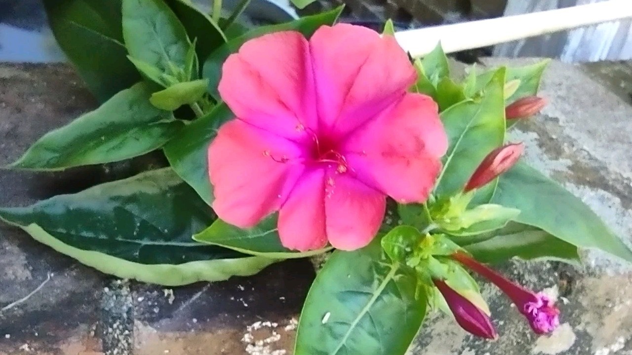 Pink Red Four O’clock Flowers Seeds Annual 15 Seeds
