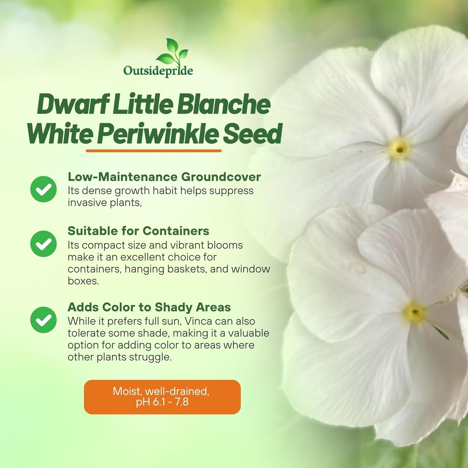 2000 Seeds Drought Tolerant Periwinkle Vinca Rosea White Ground Cover Plant Seed