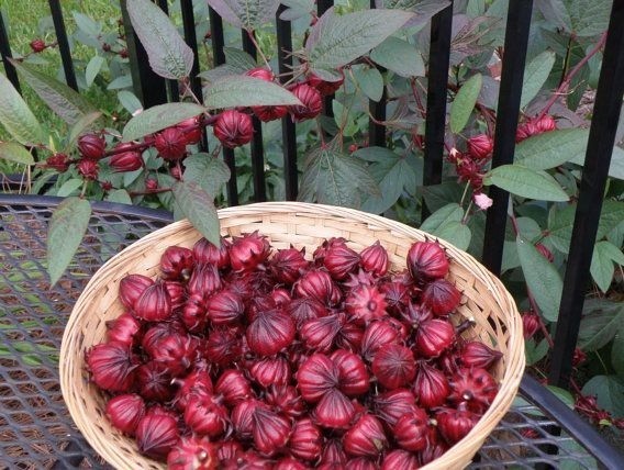 Roselle 15 – 100 Seeds Hibiscus Asian Sour Leaf Red Cranberry Jam Herbs
