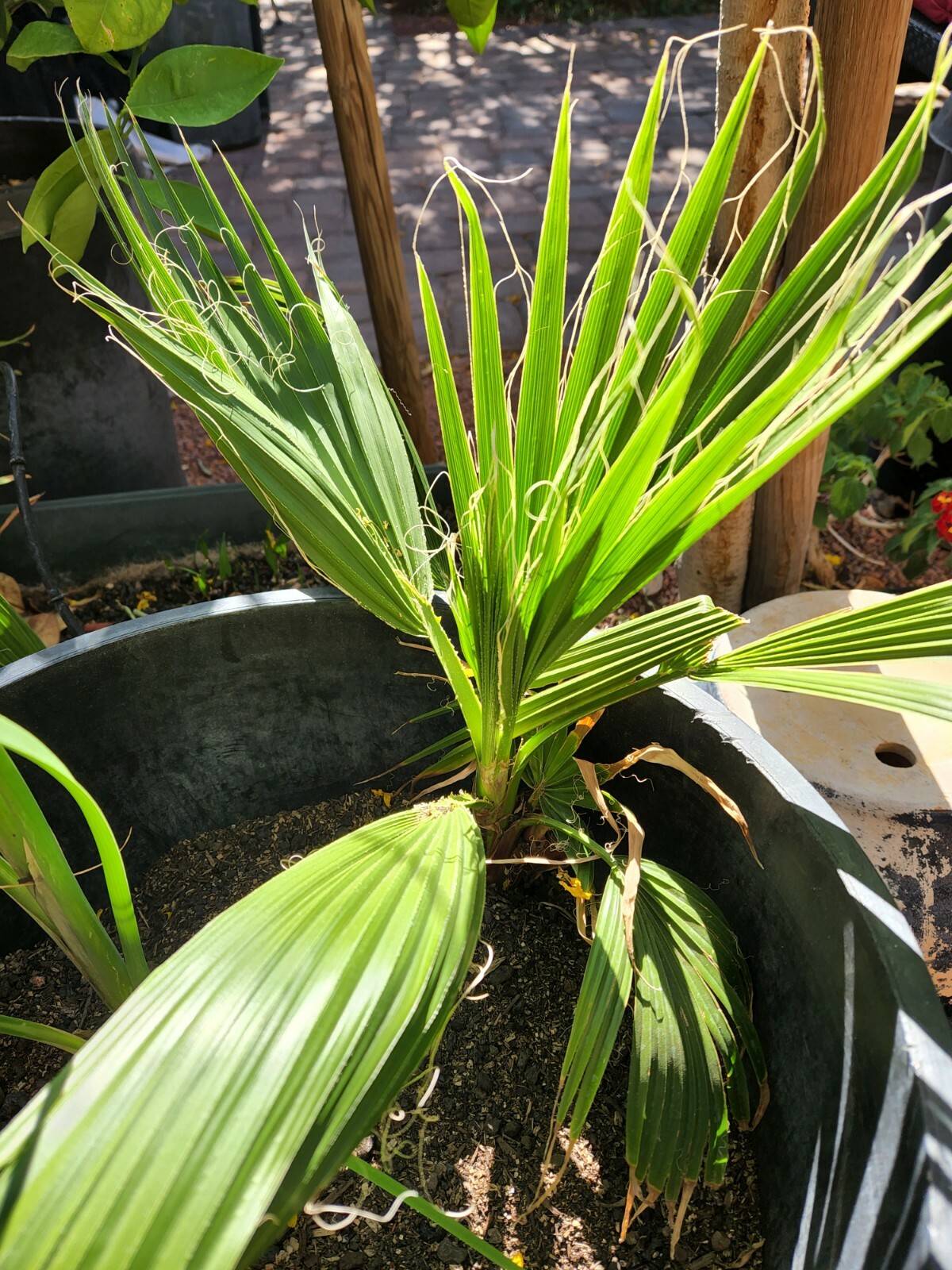 (1) 3 YEAR OLD – WASHINGTON ROBUSTA, MEXICAN FAN PALM TREE SEED SAPLINGS