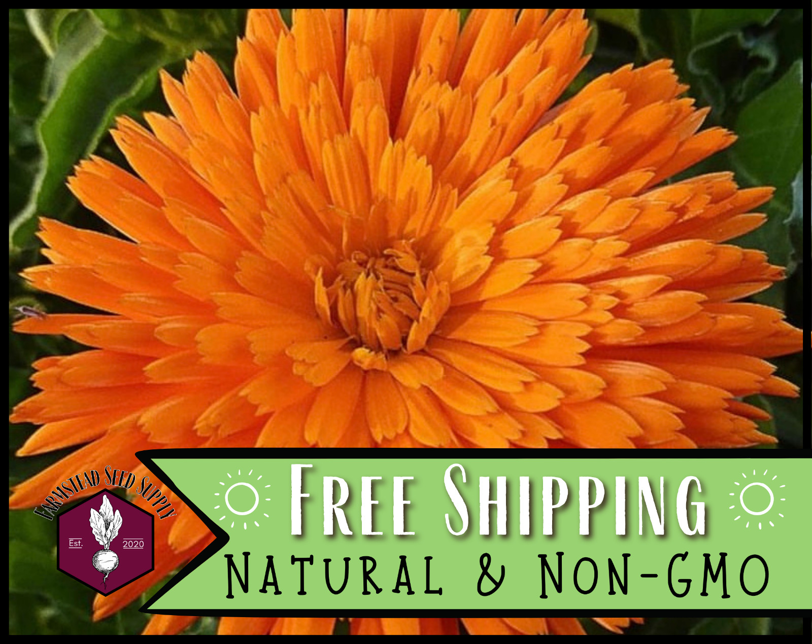 150+ Orange Calendula Seeds, Flower Gardening Plant Seed Packet, Non-GMO, USA