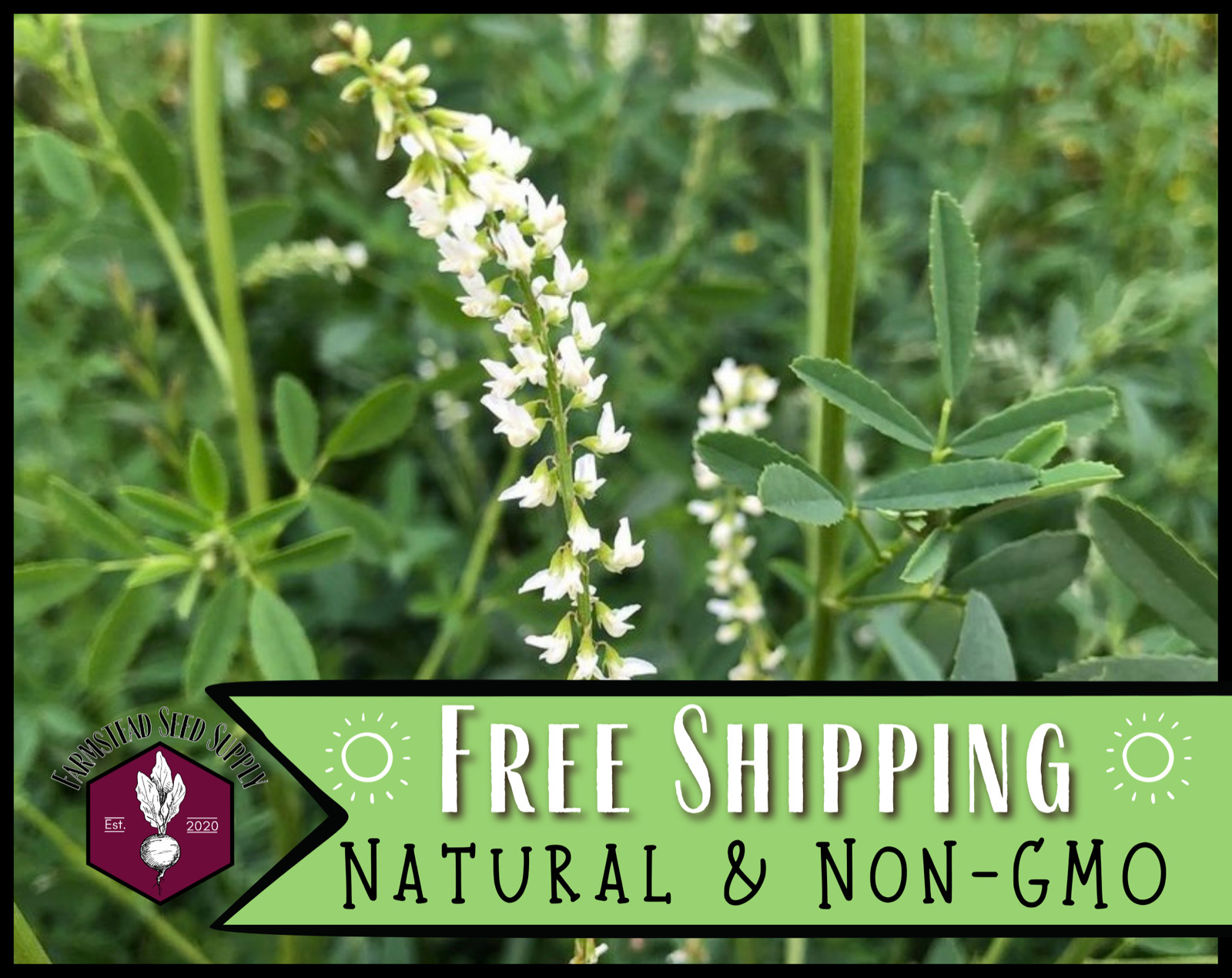 5000+ White Sweet Blossom Clover Seeds | Flower Gardening Pollinator Plant Seed