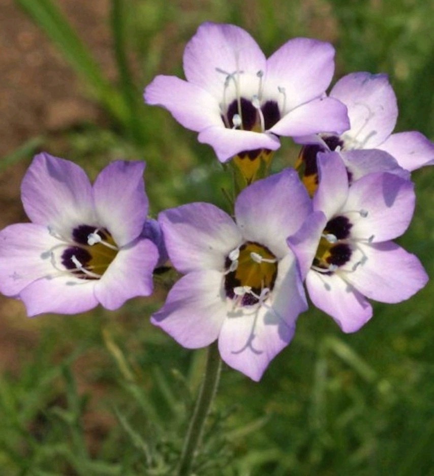 750+ Bird’s Eyes Seeds **Fresh Seeds** ~~Free Shipping~~