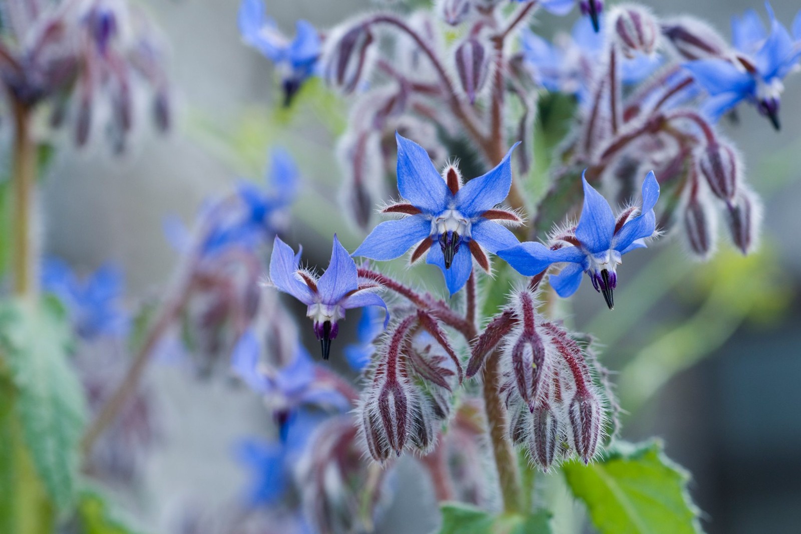 Borage Seeds Heirloom Herb 4 grams wildflower edible flowers Fresh aprox 200