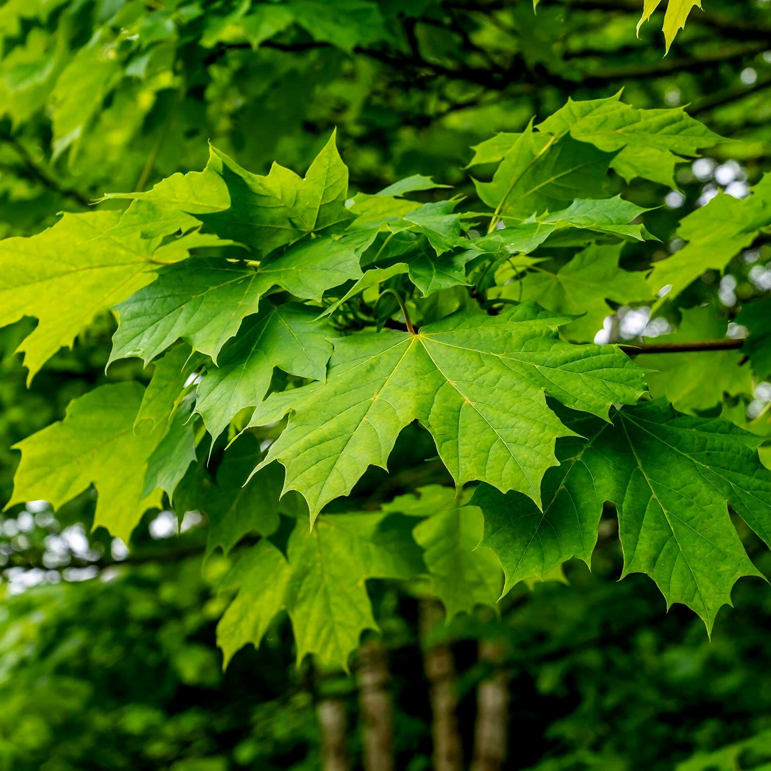 Northern Sugar Maple Tree Seeds (Acer saccharum) Fall Color Cold Hardy to Zone 3