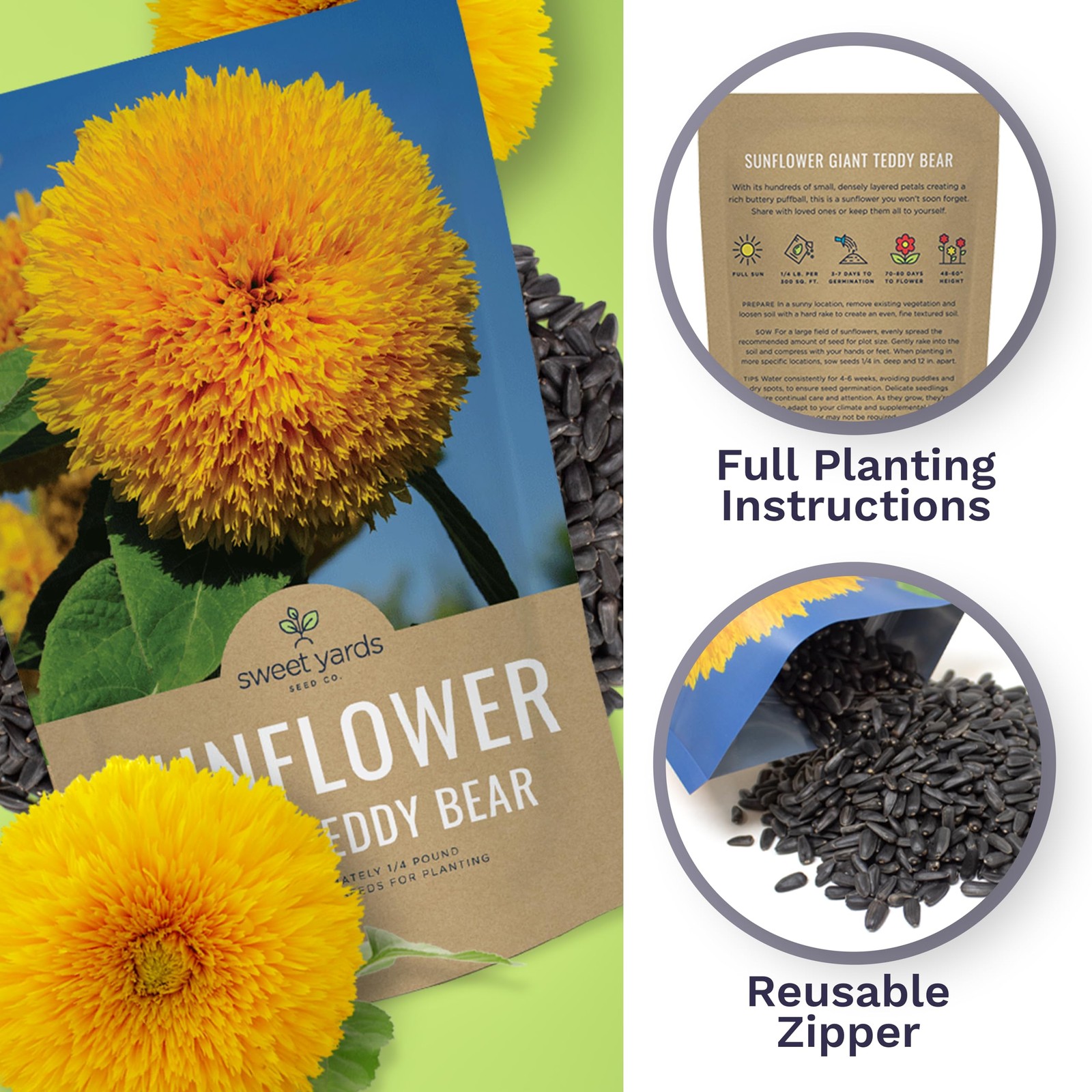 Giant Teddy Bear Sunflower Seeds – Bulk 1/4 Pound Bag – Over 5,000 Fresh Open…