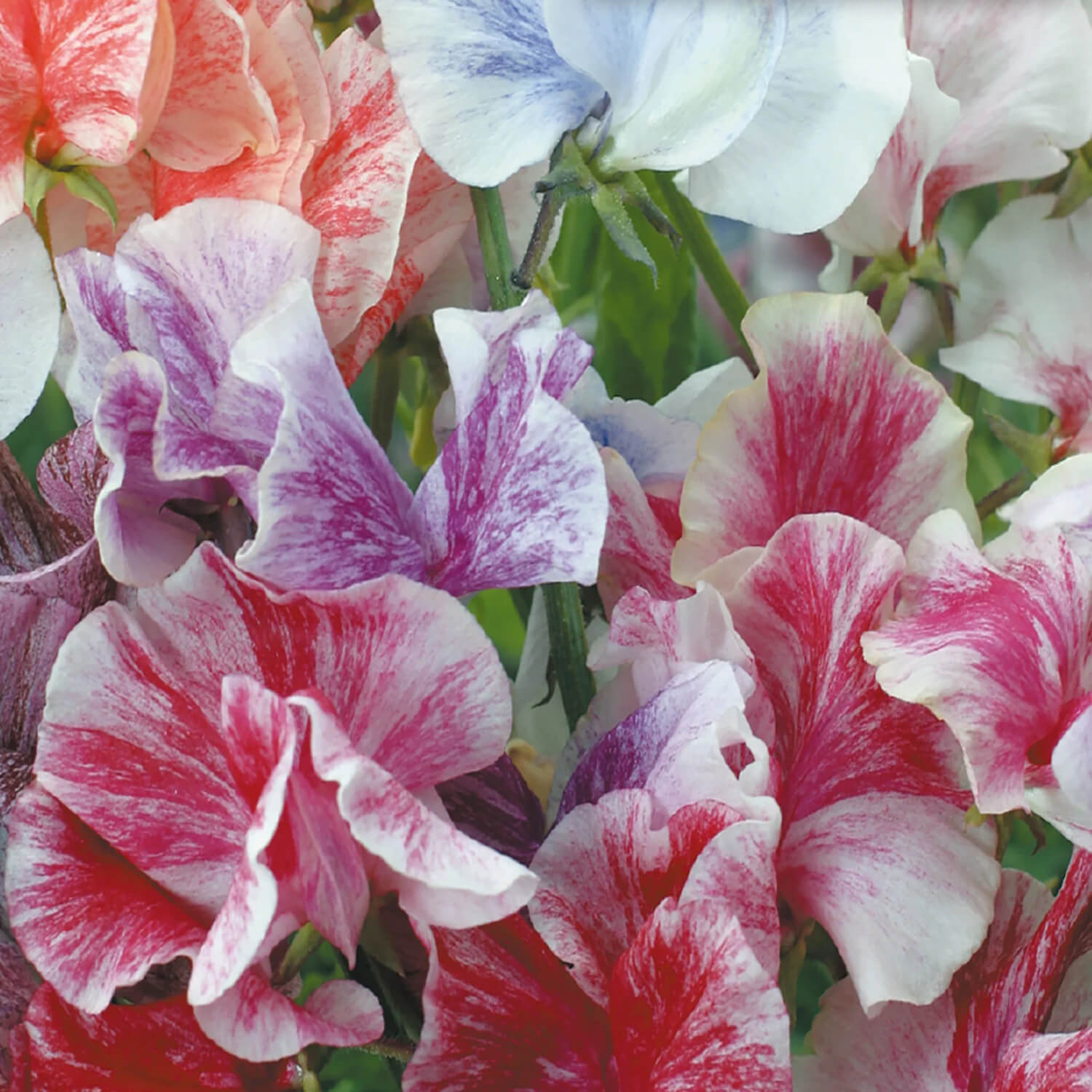 Streamer Mix Sweet Pea Seeds | 10 – 100 Seeds | Non-GMO | Free Shipping | 1210