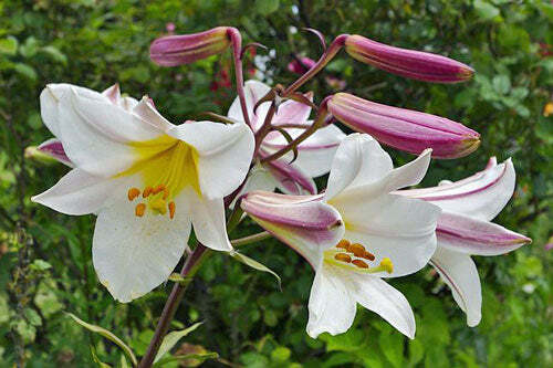 Lilium regale | Regal, Royal or King’s Lily | 10 Seeds