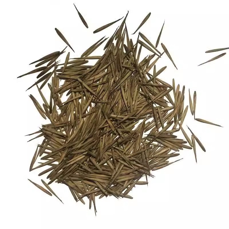 Giant Bamboo Seeds for Planting – Quick Growth and Winter Hardy (100 Seeds)