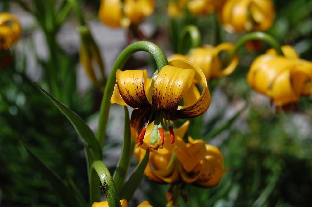 Lilium pyenaicum carniolicum bosniacum | Bosnian Lily | 10_Seeds