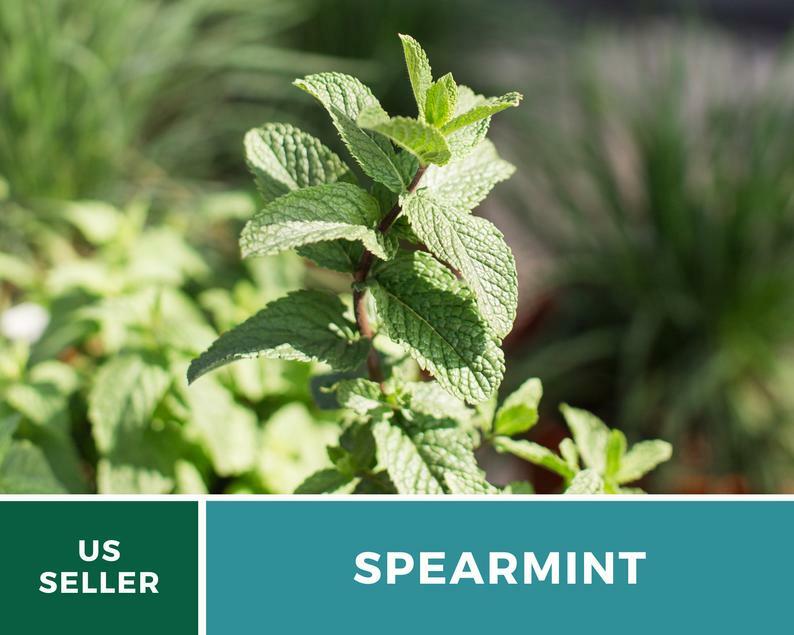 Spearmint – 250 Seeds – Medicinal & Culinary Herb – Heirloom GMO Free