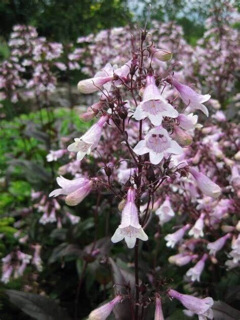 Penstemon digitalis, ‘Mystica’ 20 perennial seed, pollinators fav