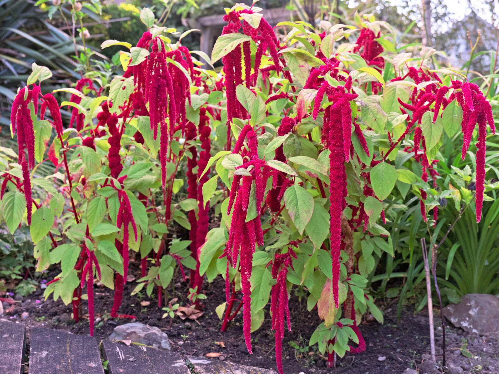 500 LOVE LIES BLEEDING Amaranthus Caudatus ( Kiss Me Over The Garden Gate ) Seed