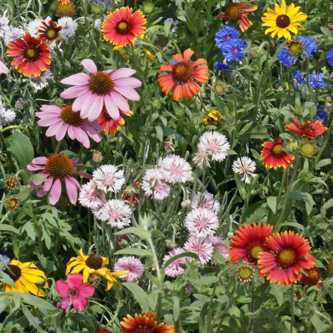 1 LB Northeast Wildflower Seed Mix For Planting Outdoors