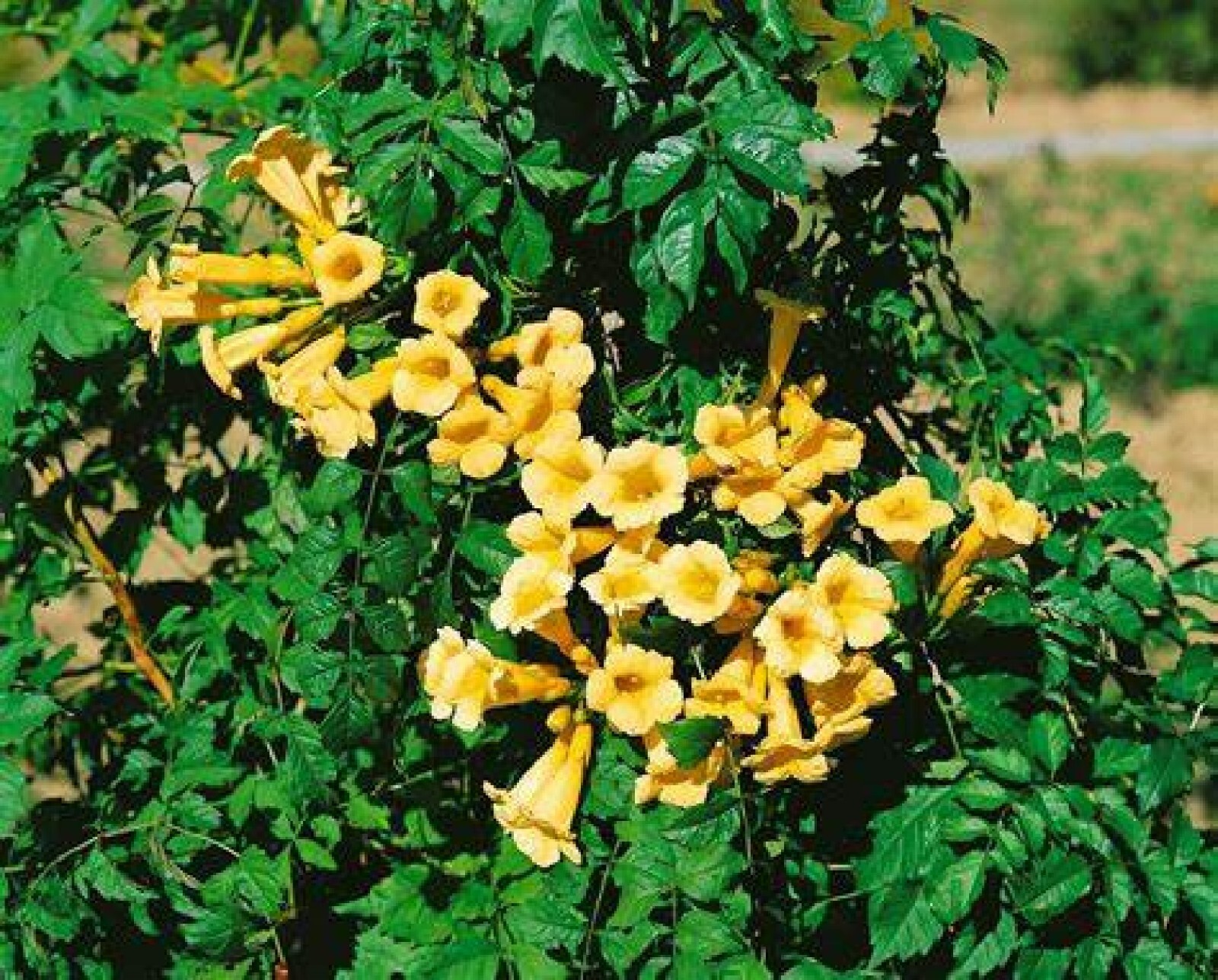 Yellow Trumpet Creeper {Campsis radicans var. flava} 80+ seeds Free Shipping!
