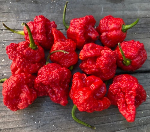 20 Super-Hot 7 Pot Brain Strain Red | NON-GMO | Pepper Seeds-B 02