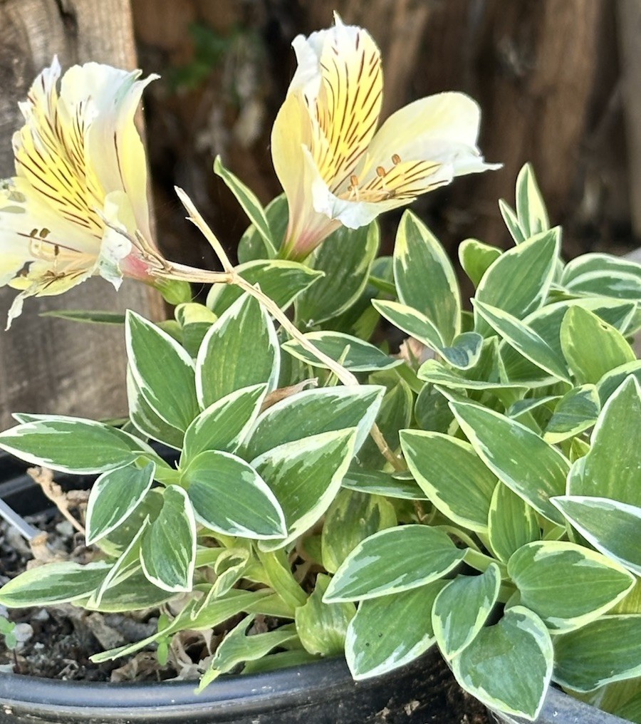 Alstroemeria aurea Yellow Variegated Peruvian Lily 1 Live Flower Plant Root Bulb