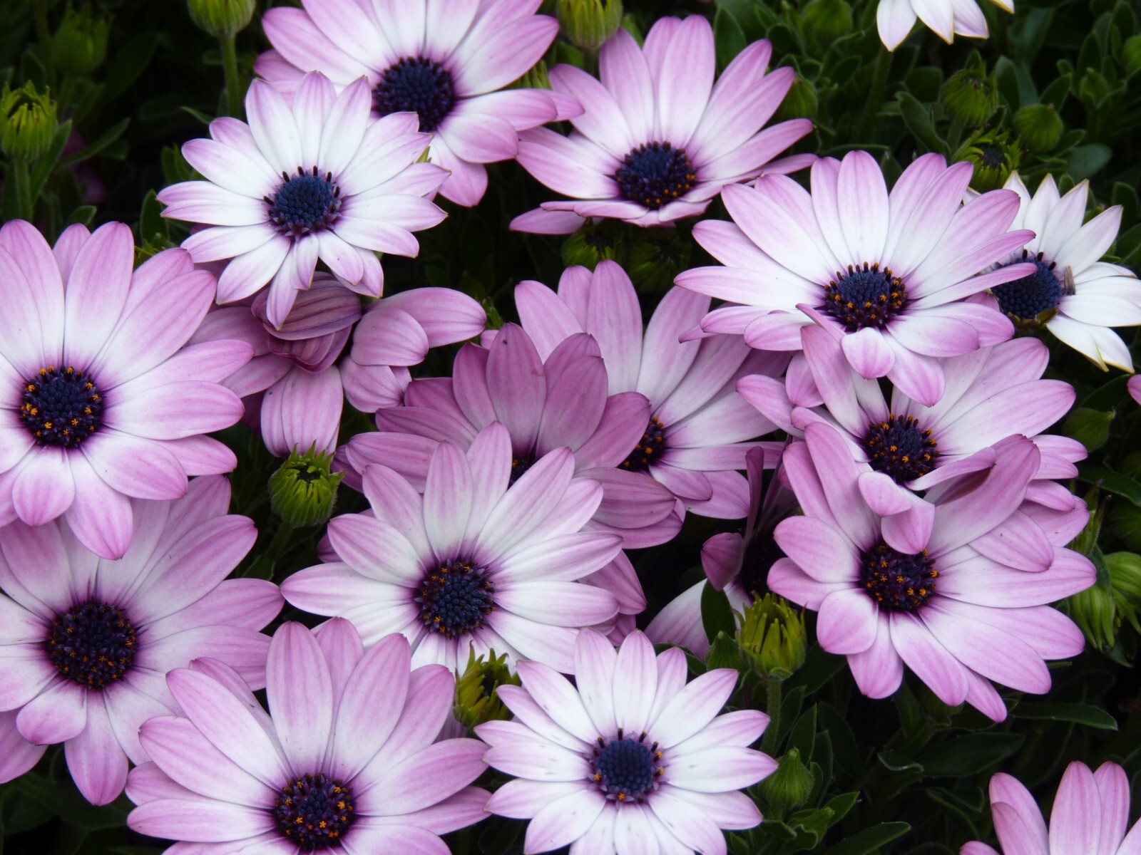 200+ White & Purple Cape Daisy Seeds for Garden Planting – USA – FREE SHIPPING!