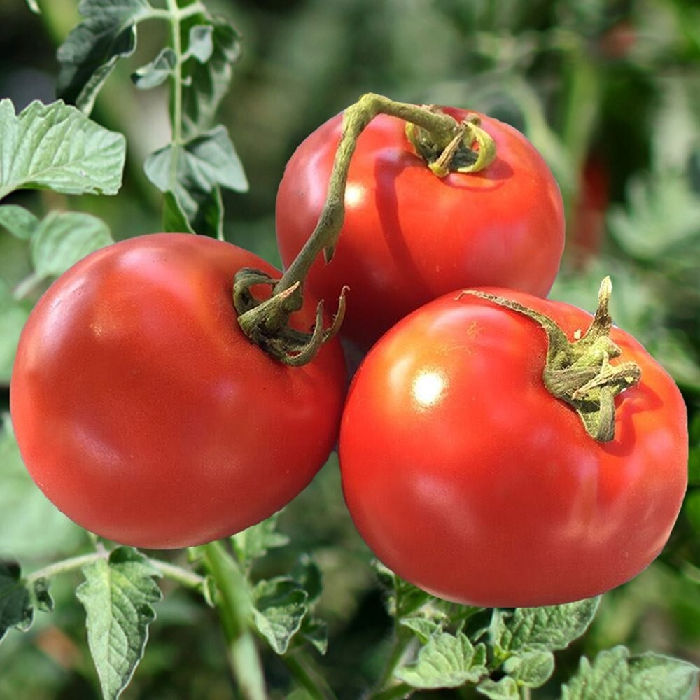 120+ Homestead Tomato Seeds – HEIRLOOM – NON GMO – ORGANIC — DROUGHT RESISTENT