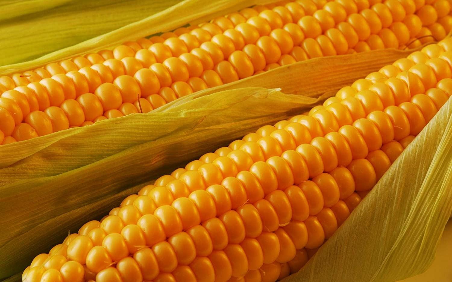 Corn Seed Golden Beauty Corn Seeds, “COOL BEANS N SPROUTS” Brand. Home Gardening