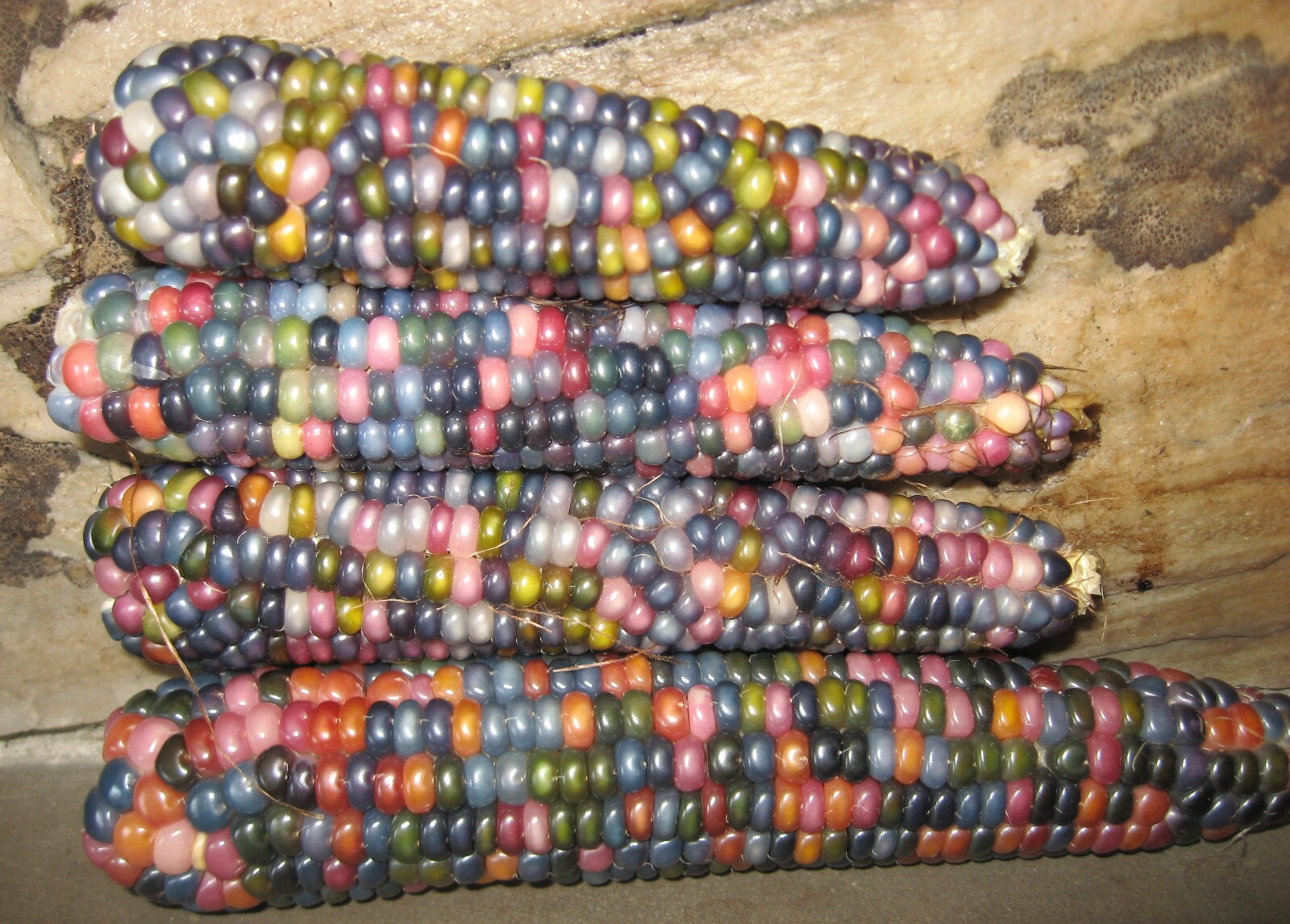 Ornamental Corn Seeds Glass Gem 50 Seeds Popcorn
