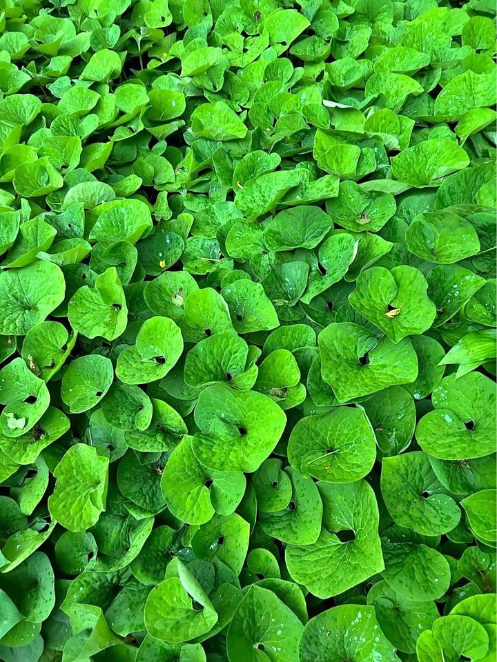 20 Wild Ginger Live Bare Root Rhizomes Perennial Ground Cover Flower