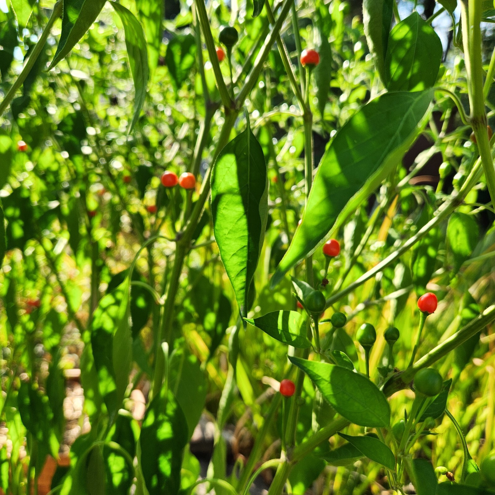 Birds Eye Pepper Seeds Chiltepin Tepin Chile Pequin 60+ Seeds Free shipping