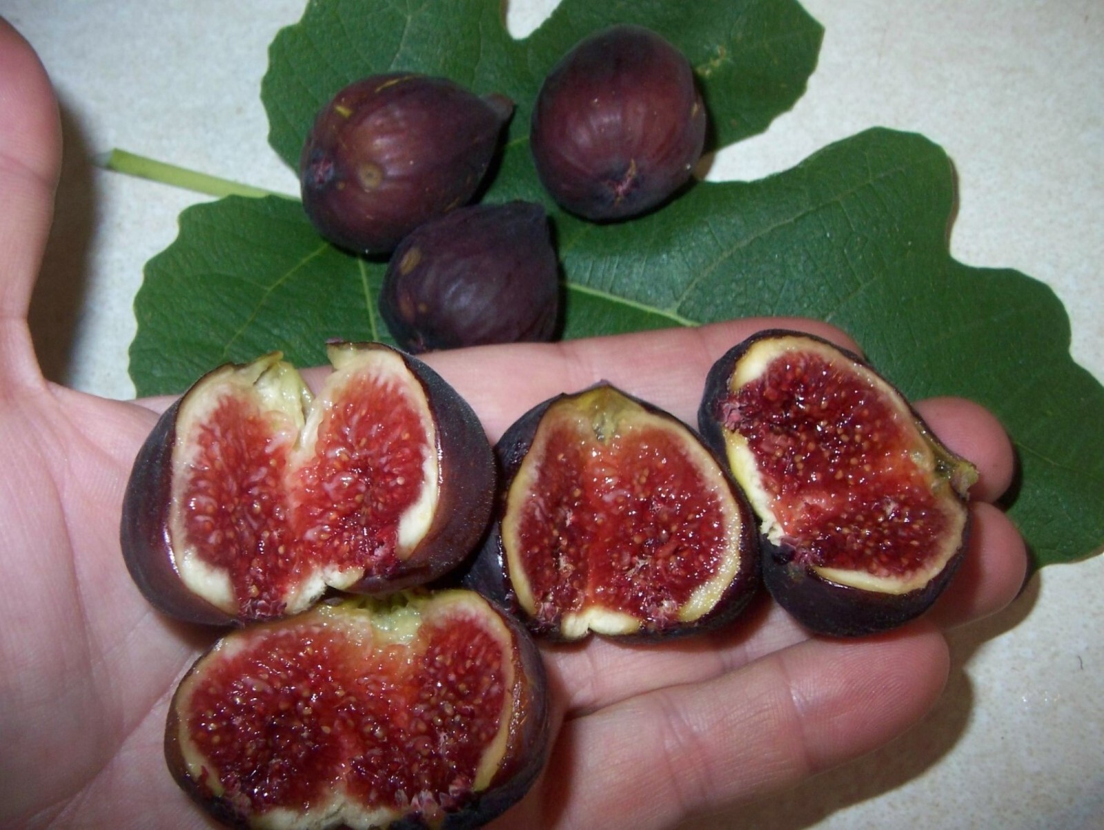 36-48″ tall Violette De Bordeaux Fig Plant – Ficus carica tree, not for CA