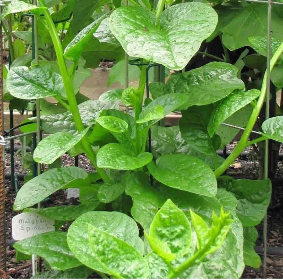 20+ Malabar Spinach Green Stem Variety