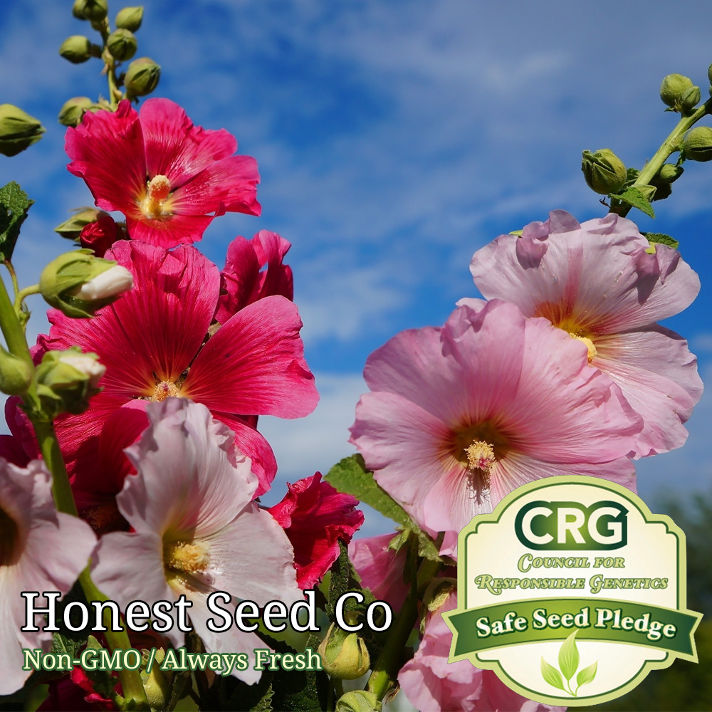Hollyhock Flower Seeds Color Mix White-Pink-Red-Yellow | Fresh Garden Seeds