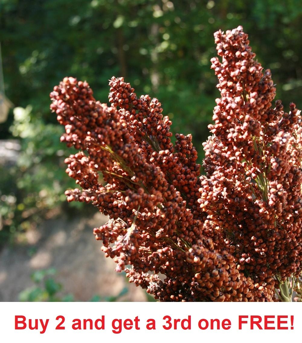 4 ounces of Sweet Sugar Drip Sorghum Seeds (approx 7,000 seeds)