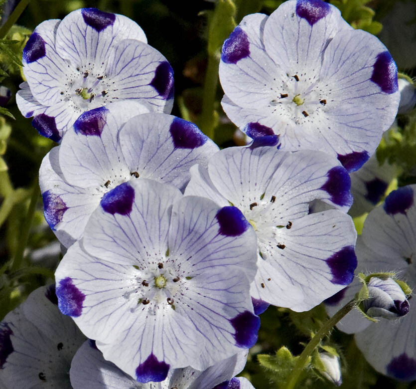 Five Spot Nemophila Seeds 100 Ct Flower ANNUAL WILDFLOWER USA FREE SHIPPING