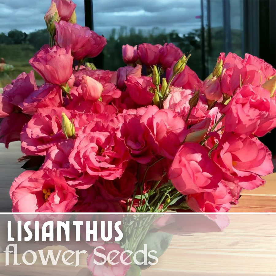 Lisianthus Seeds – 100 Seeds Garden Bloom Flower Seed Flowers Non Gmo Heirloom