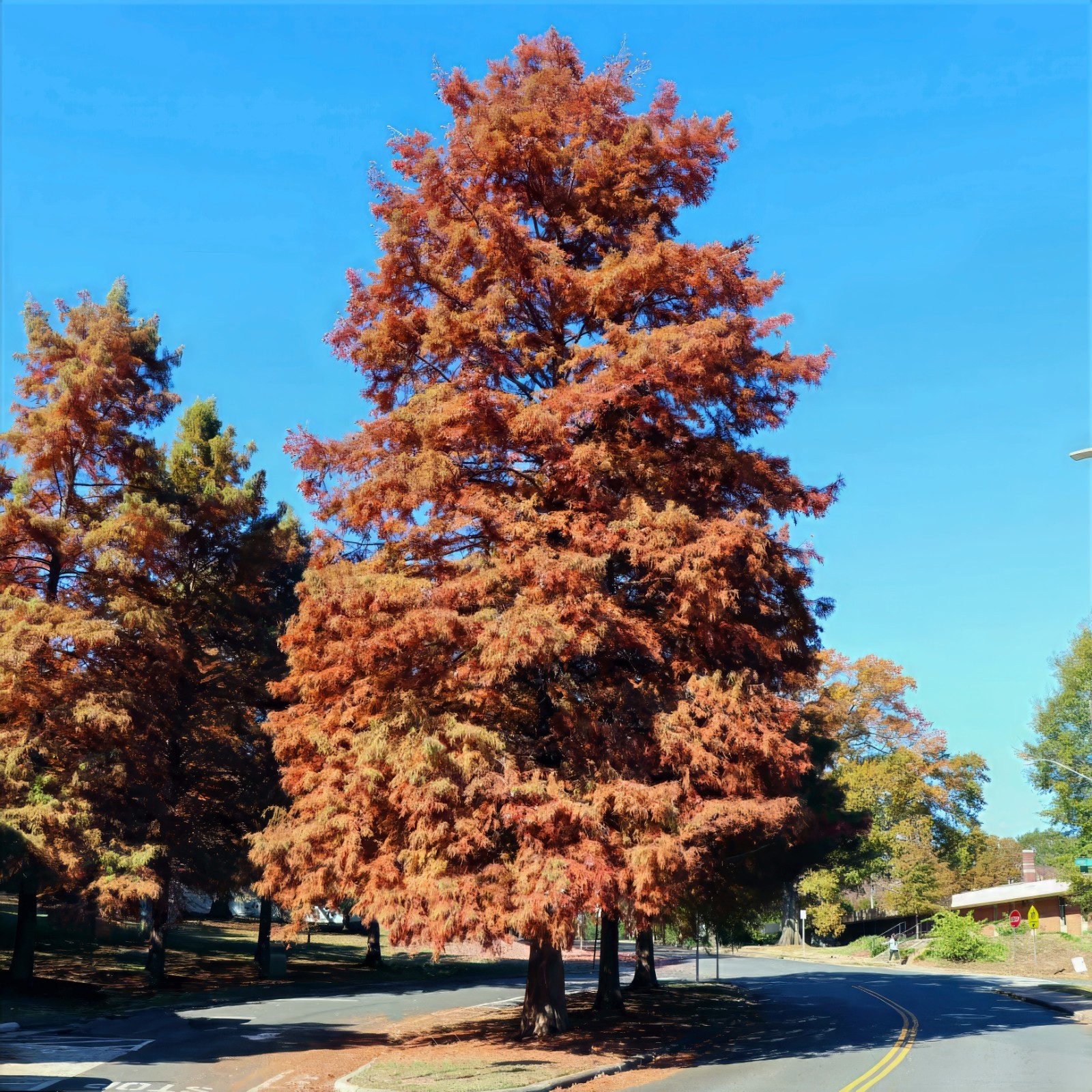 Dawn Redwood Tree Seeds (Metasequoia glyptostroboides) Fast Hardy Bonsai Plant