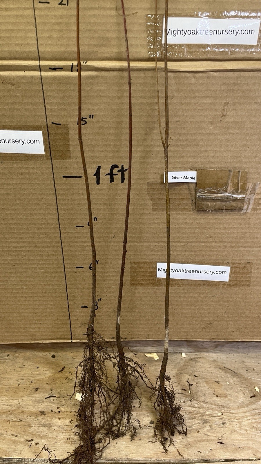 Silver Maple Acer saccharinum (dasycarpum) 1-2 years old